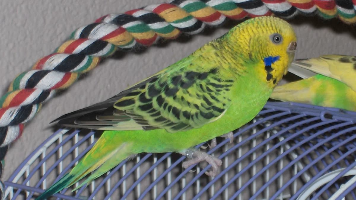 Budgerigar (Melopsittacus undulatus). Pet bird named Sophie on a cage.