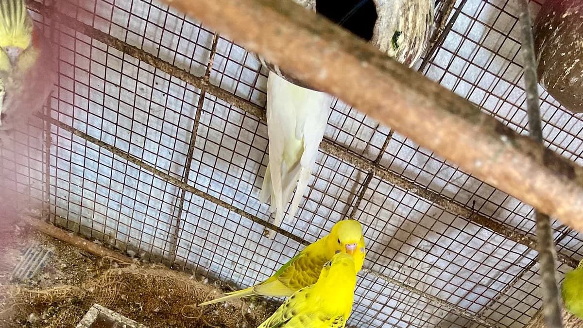 Love Birds in Cage