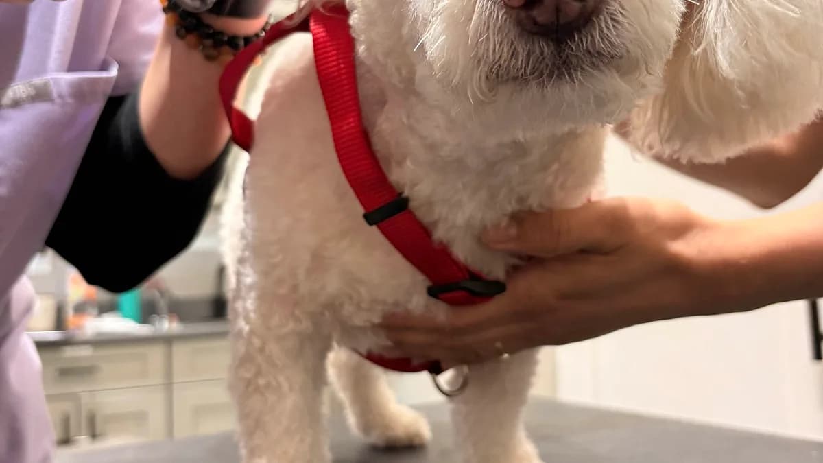 An otoscope is used to examine the ear of a white dog at a veterinary clinic in Newark, New Jersey.