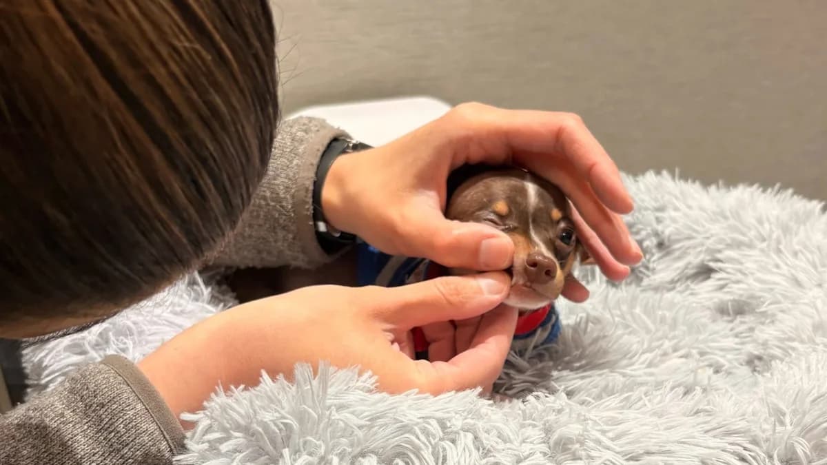 A small brown dog rests in a padded bed on an examination table while a person's hands support and inspect its face at a veterinary clinic in Newark, New Jersey.