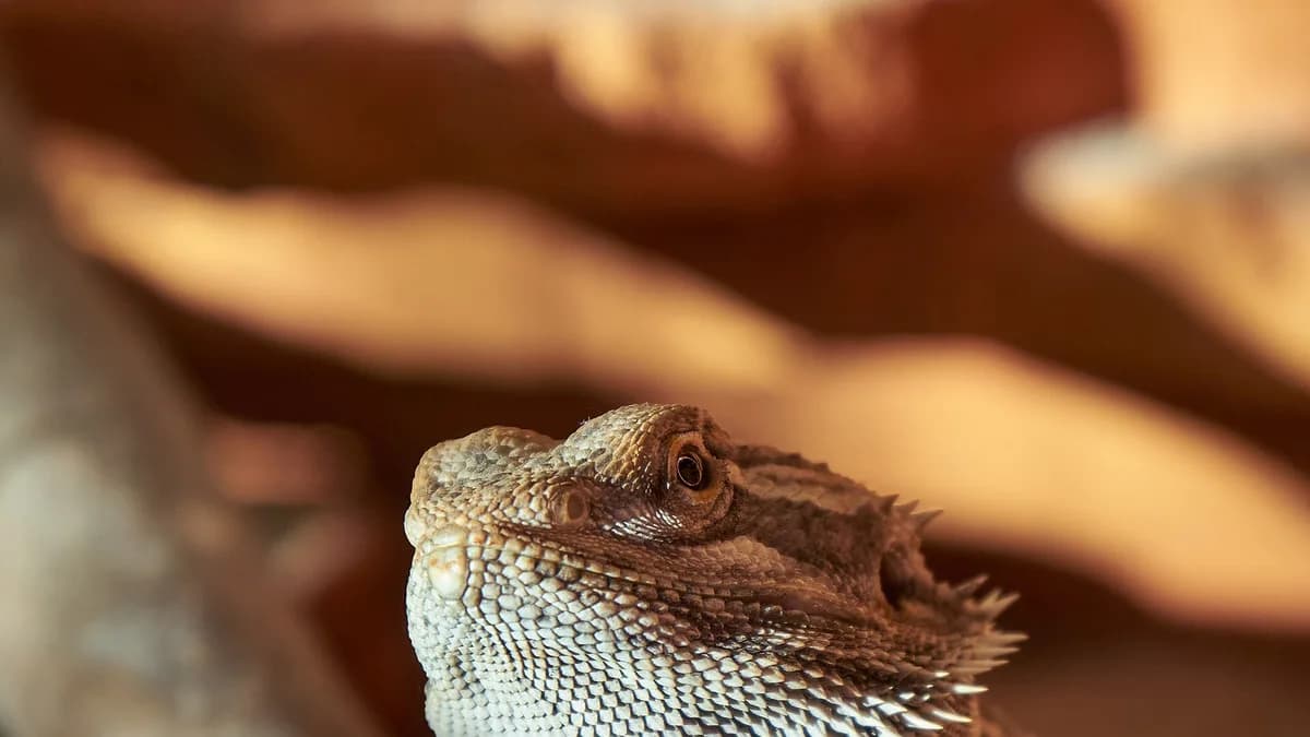 Detail shot of head