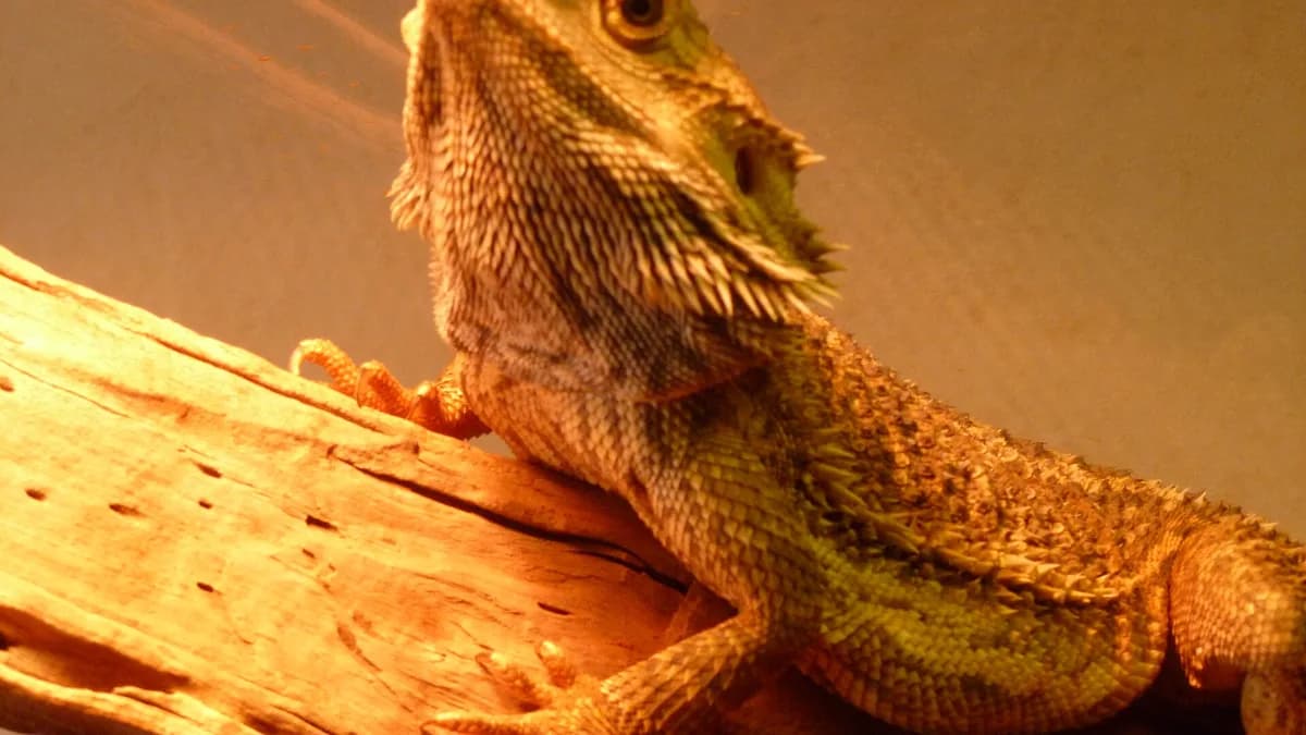 This bearded dragon is named Charlie. He is generally kept in a glass cage in Sutherland Shire, NSW Australia