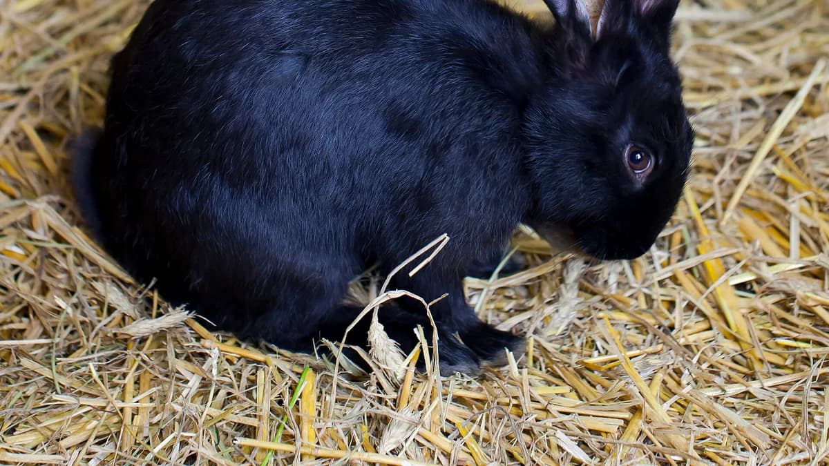 Rabbit (Oryctolagus cuniculus), Tierpark Hellabrunn, Munich, Germany
