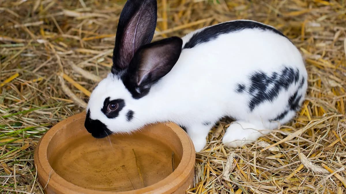 Rabbit (Oryctolagus cuniculus), Tierpark Hellabrunn, Munich, Germany