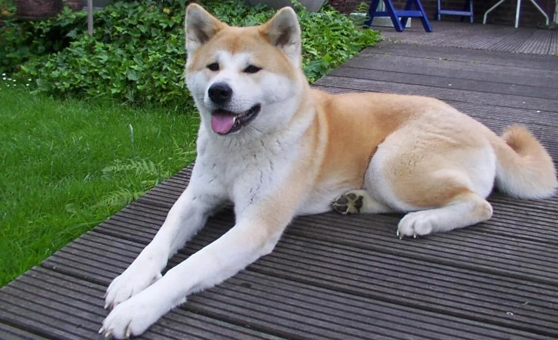 Akita Inu fotoğrafı