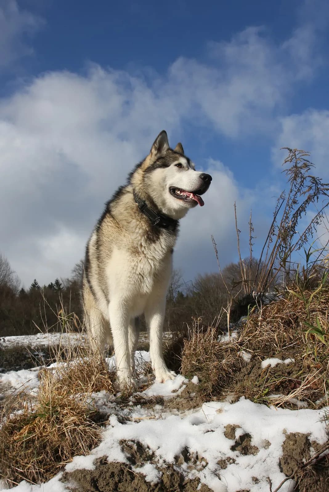 Alaska Malamutu fotoğrafı