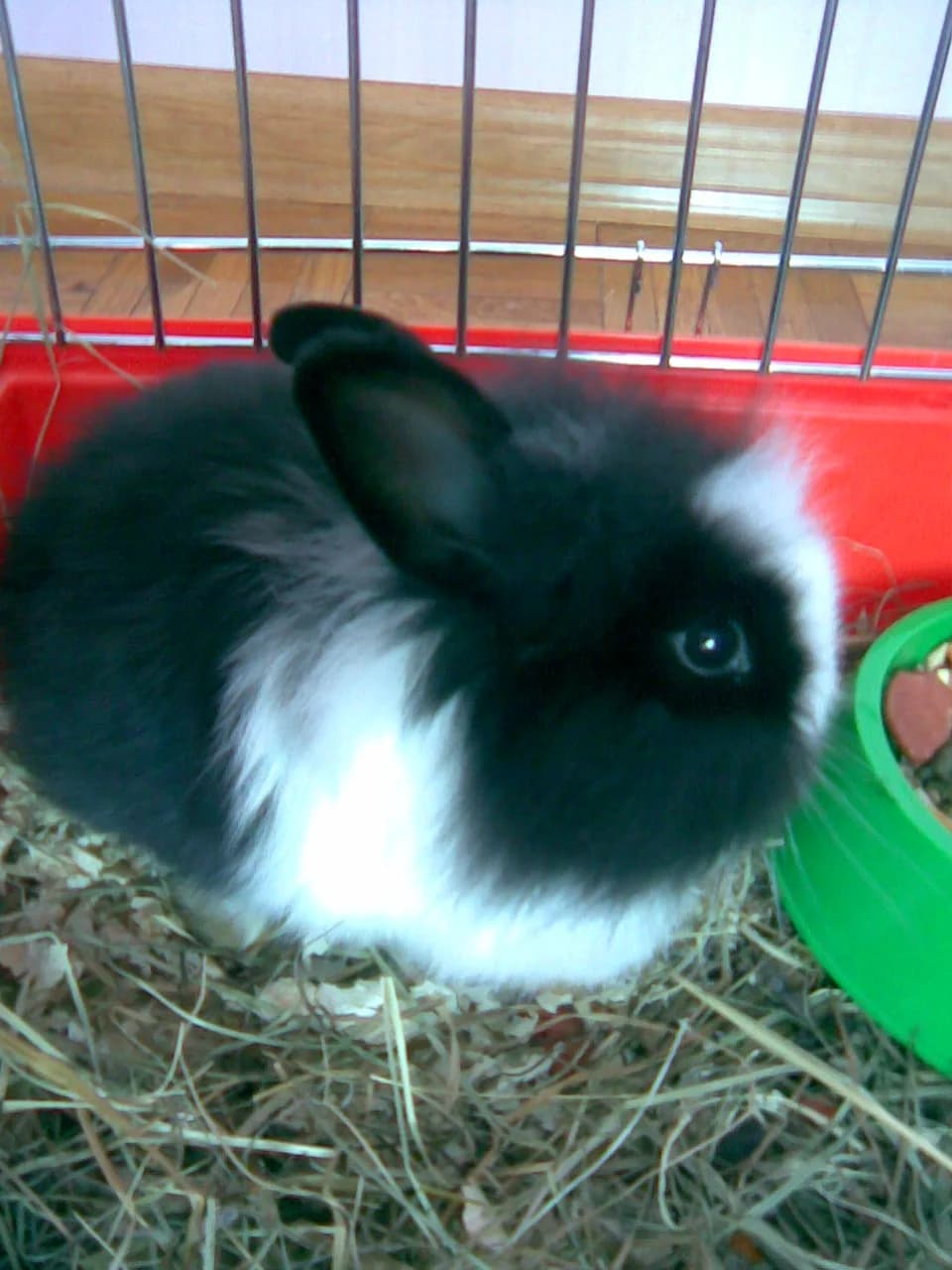 Angora Tavşanı fotoğrafı