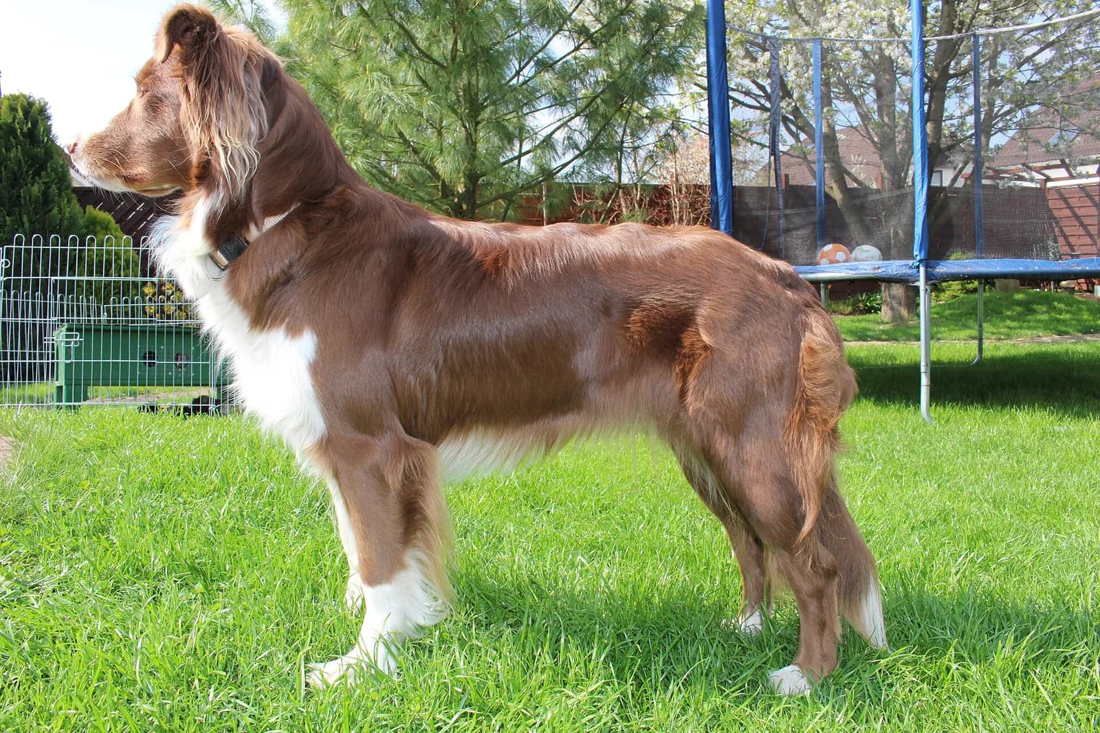 Avustralya Çoban Köpeği fotoğrafı