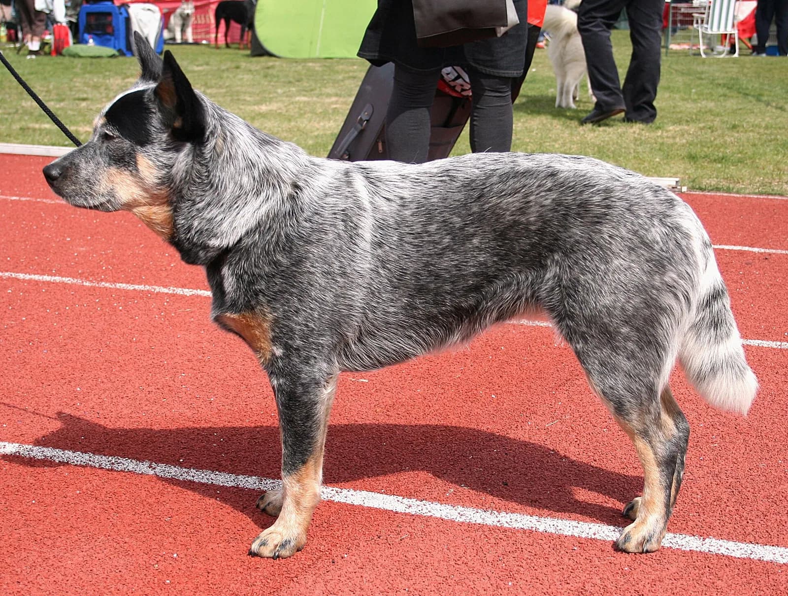 Avustralya Sığır Çobanı Köpeği fotoğrafı