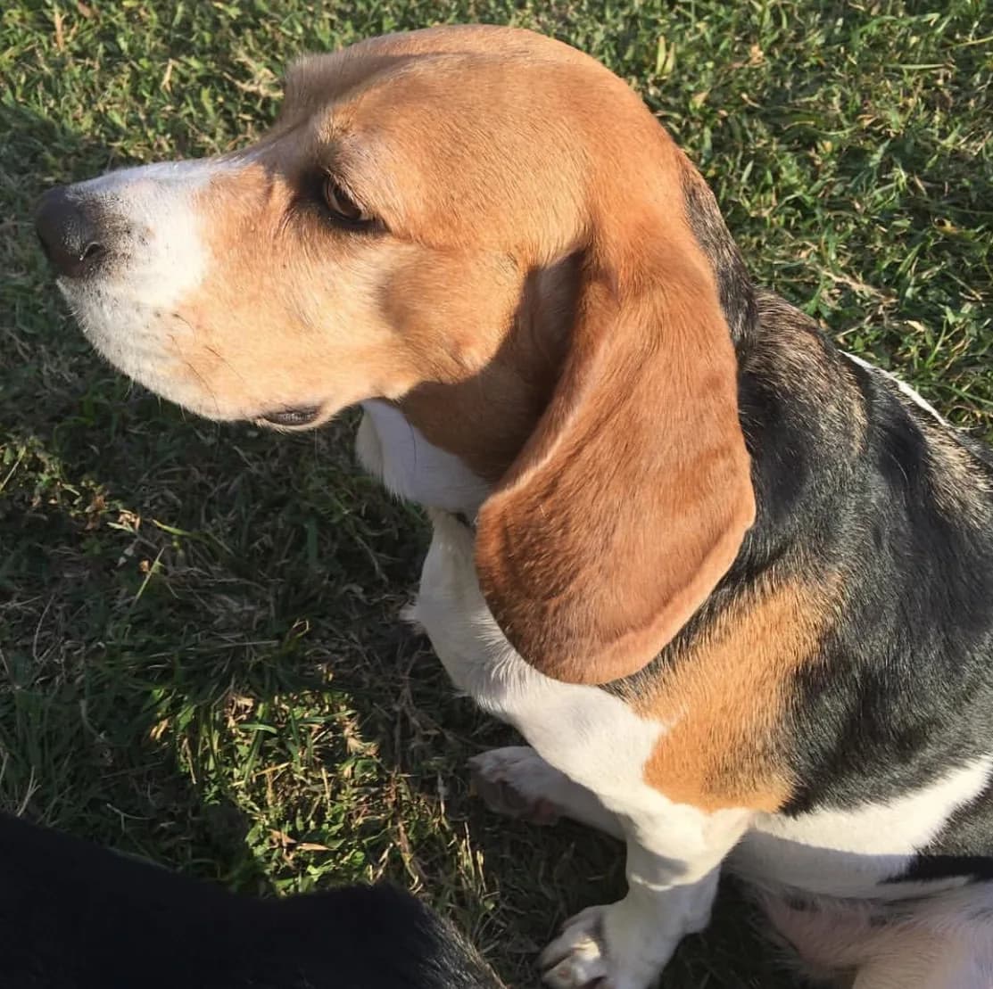 Beagle fotoğrafı
