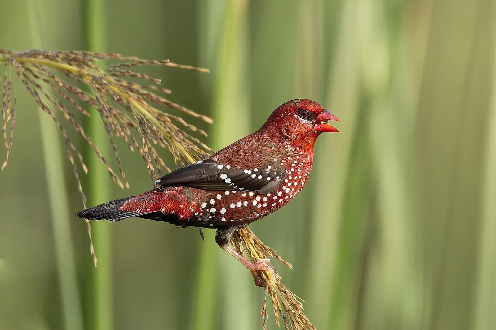 Bengal İspinozu fotoğrafı