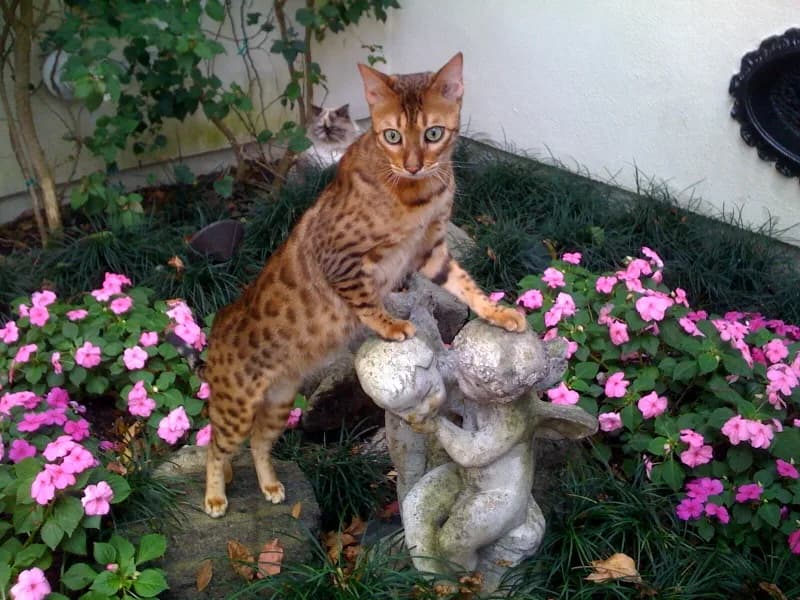 Bengal fotoğrafı