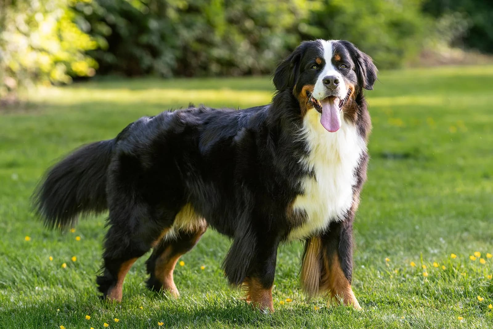 Bern Dağ Köpeği fotoğrafı