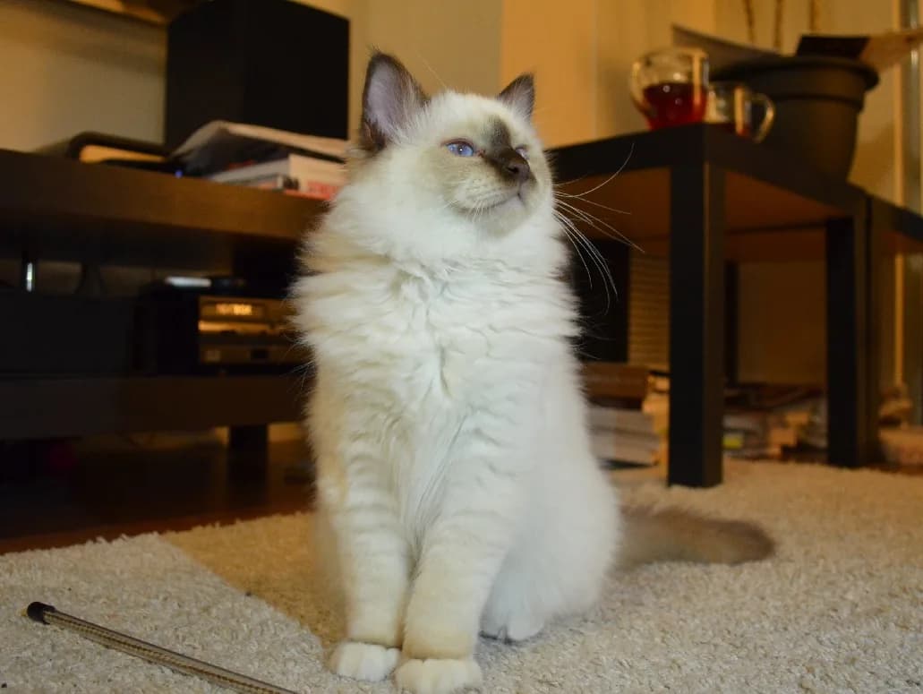 Birman fotoğrafı