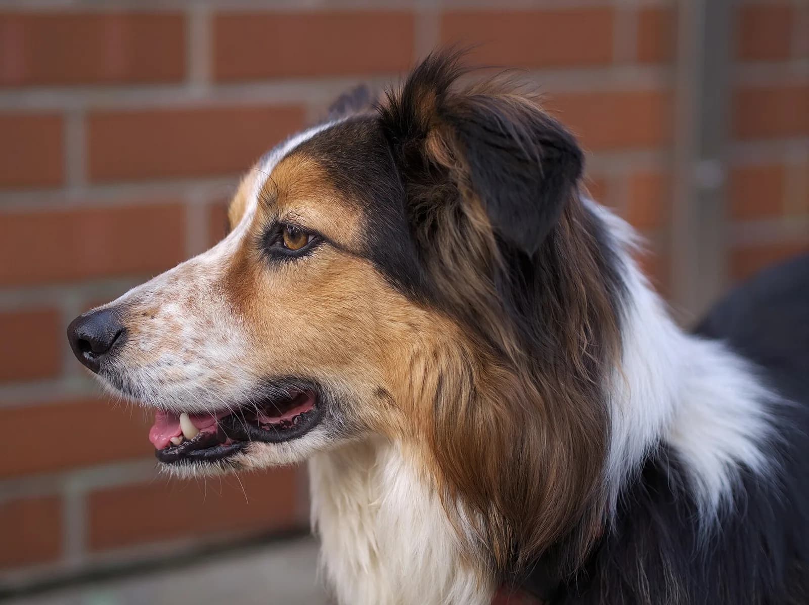 Border Collie fotoğrafı