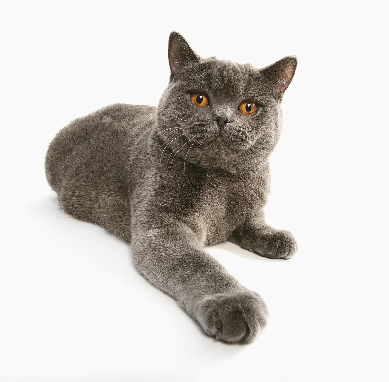 British Longhair fotoğrafı