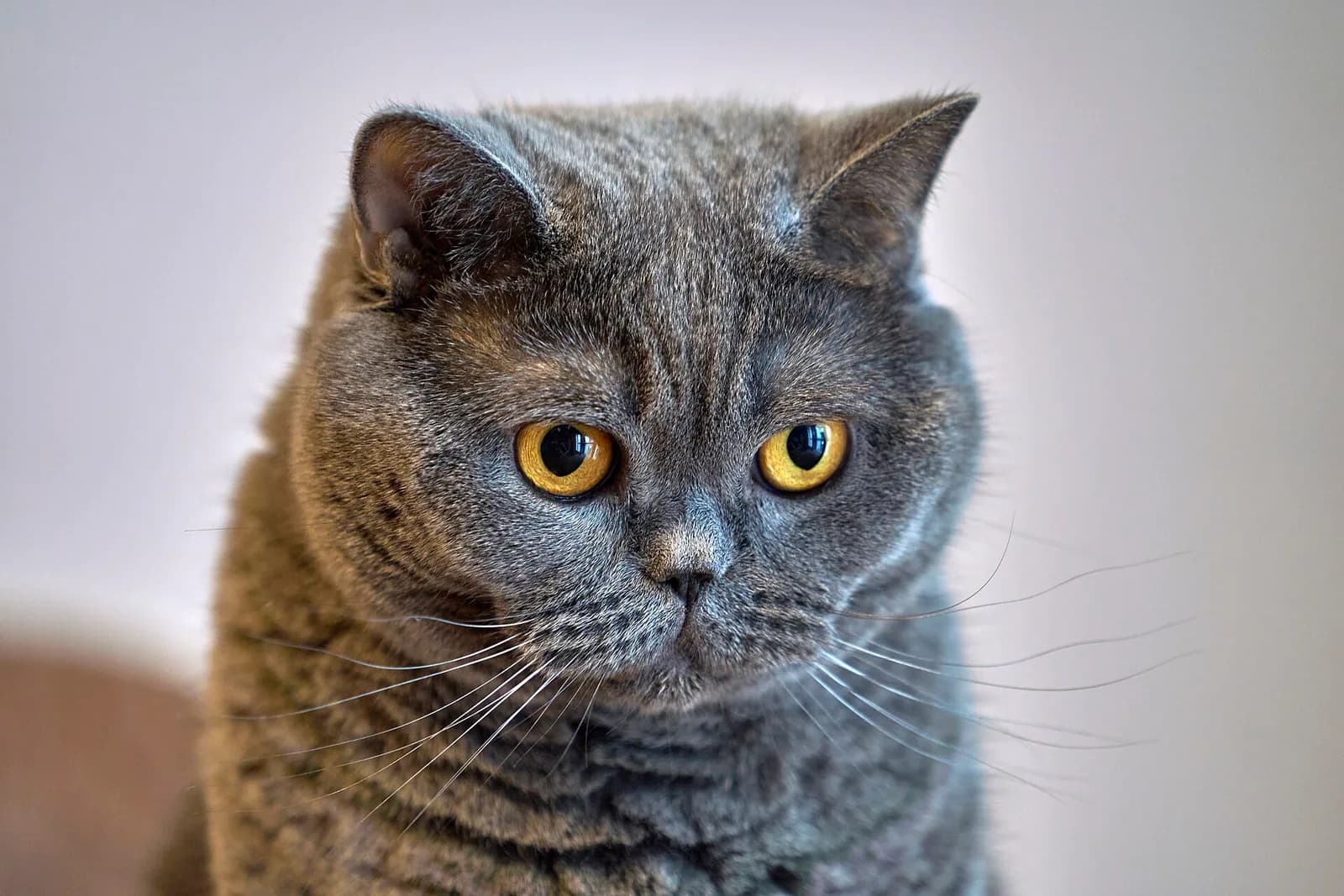British Shorthair fotoğrafı