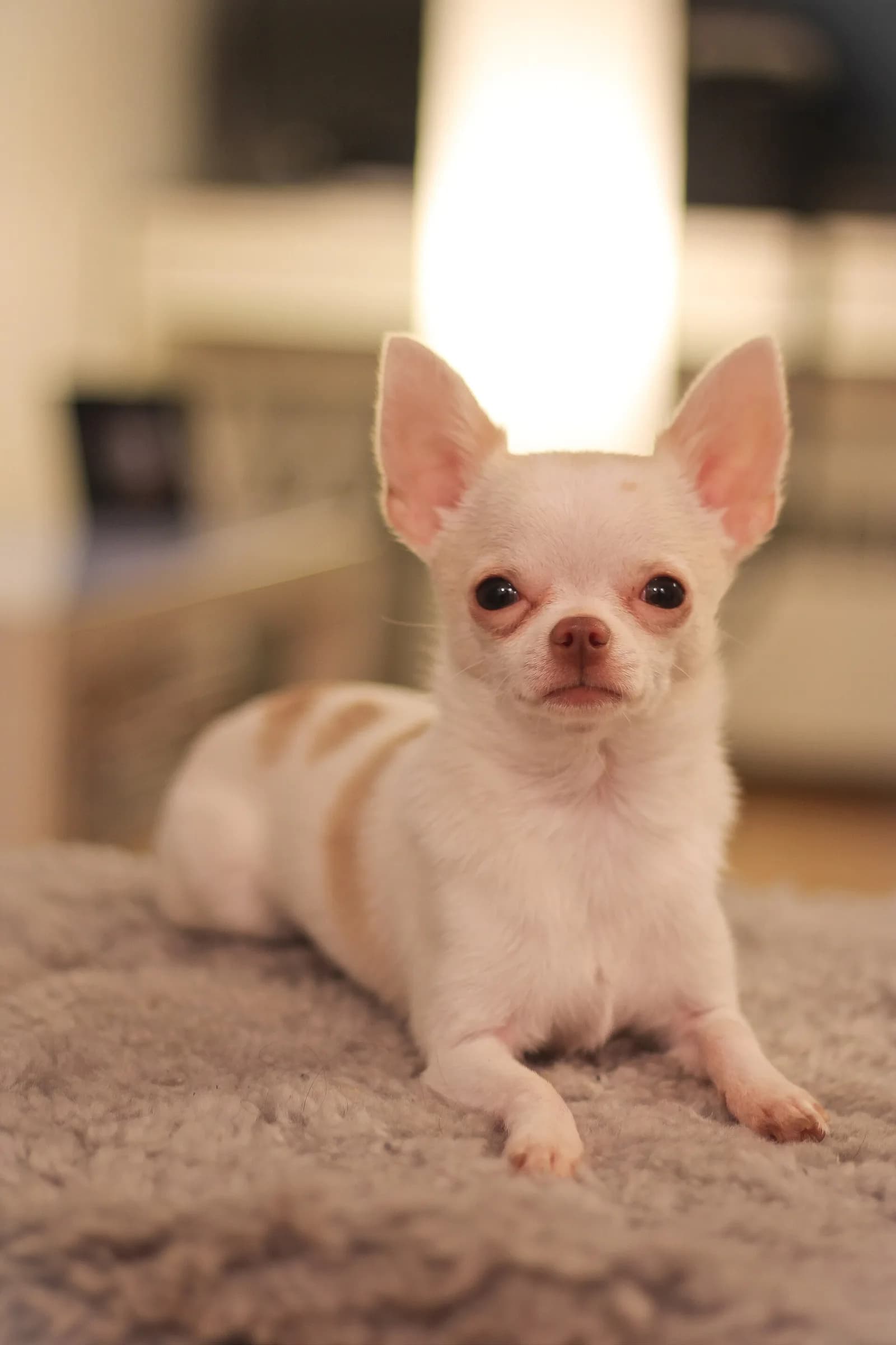 Chihuahua fotoğrafı