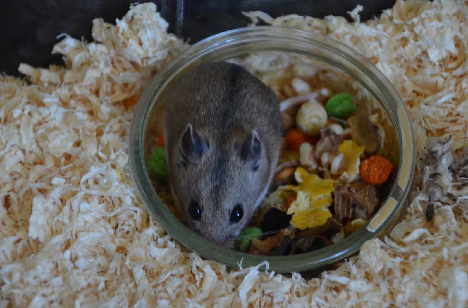 Çin Hamsteri fotoğrafı