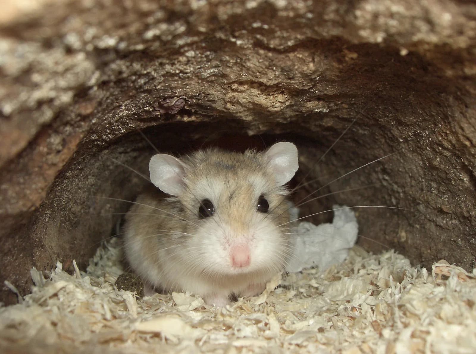 Cüce Hamster fotoğrafı