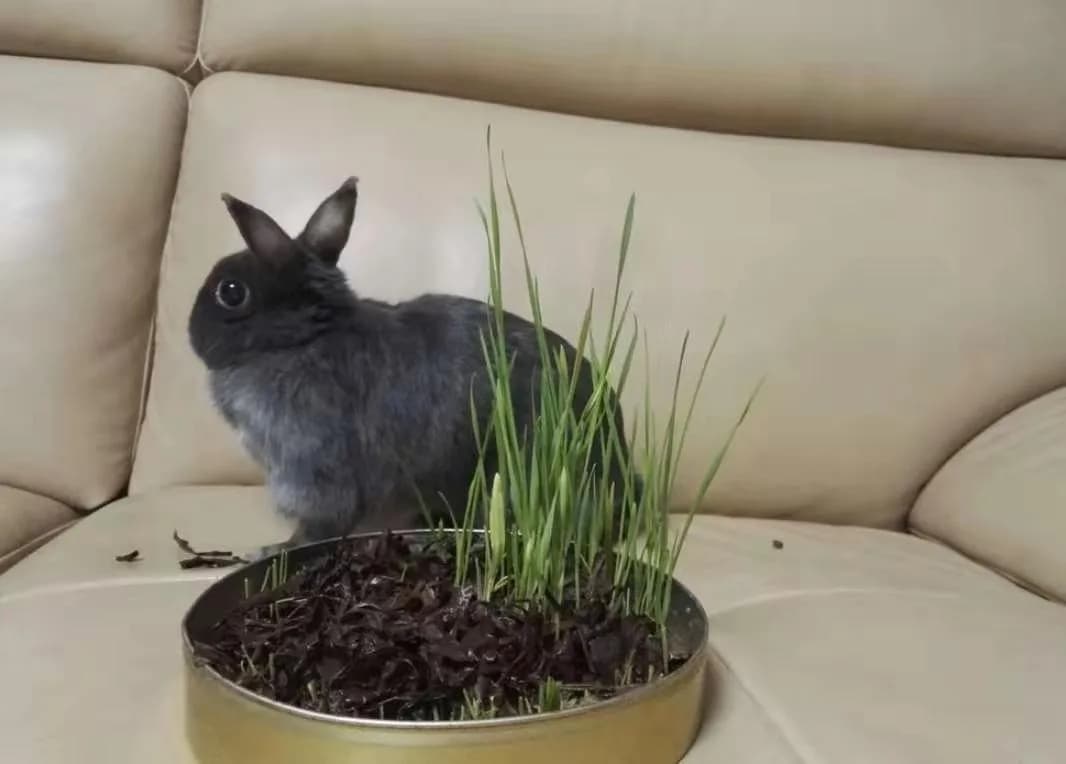 Cüce Koç Tavşan fotoğrafı