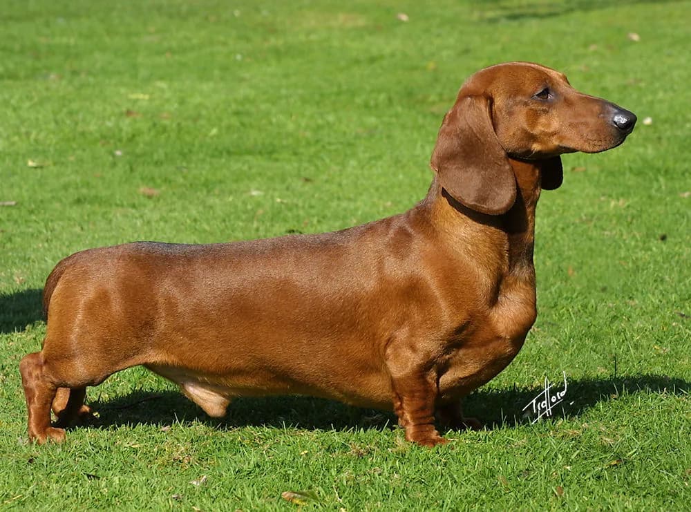 Dachshund (Sosis Köpeği) fotoğrafı