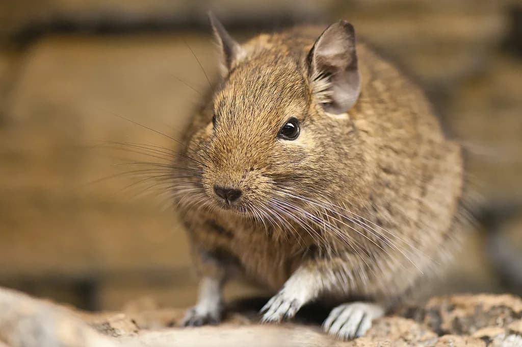 Degu fotoğrafı