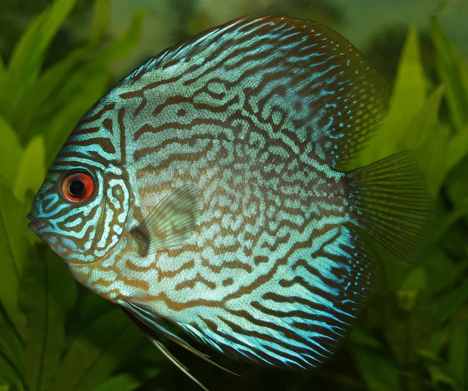Discus fotoğrafı
