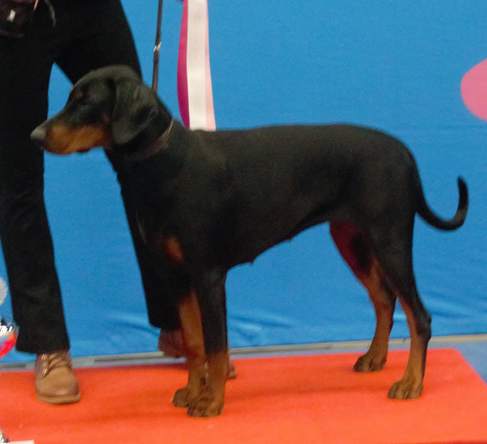 Doberman fotoğrafı