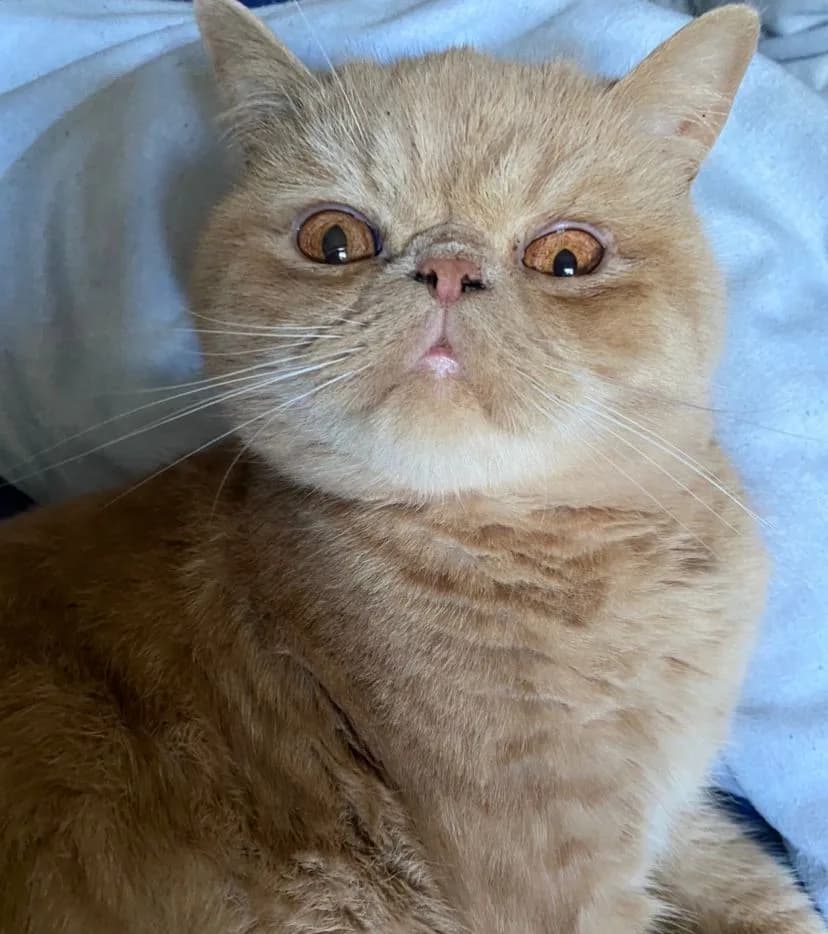 Egzotik Kısa Tüylü fotoğrafı