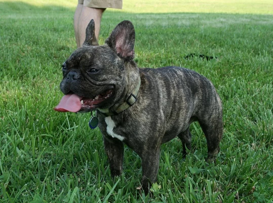 French Bulldog fotoğrafı