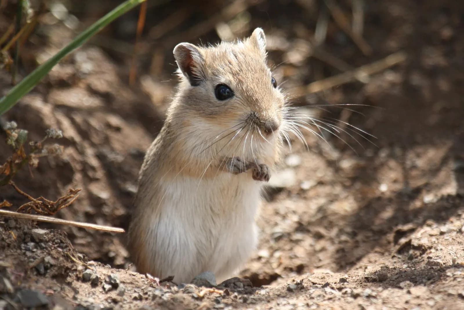 Gerbil fotoğrafı