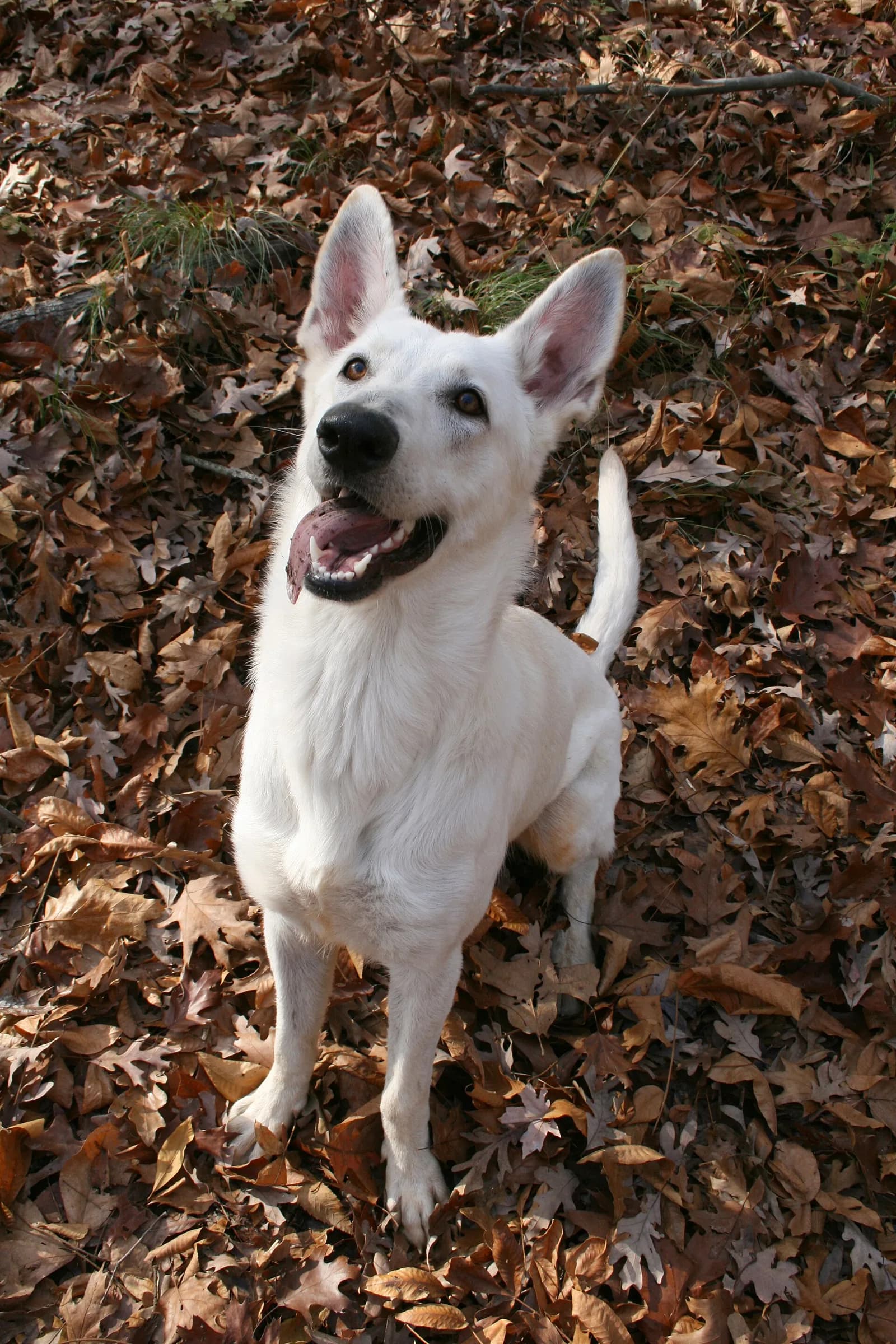 German Shepherd fotoğrafı