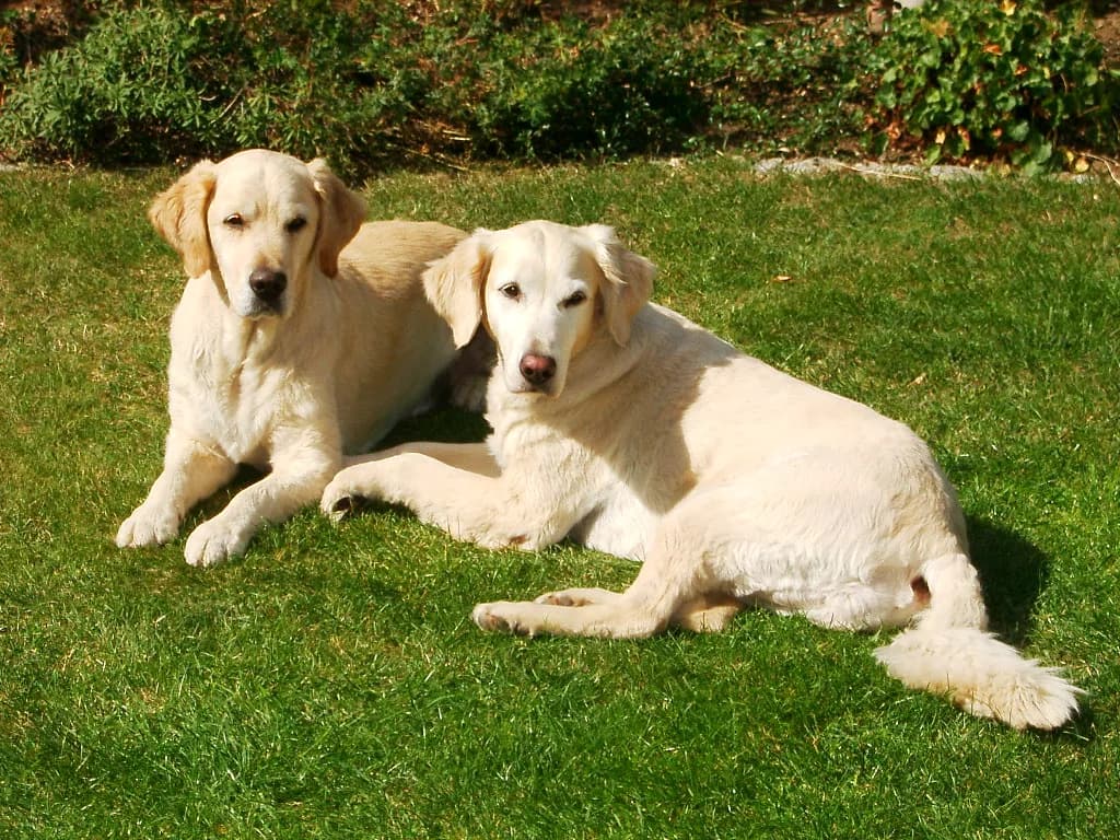 Golden Retriever fotoğrafı