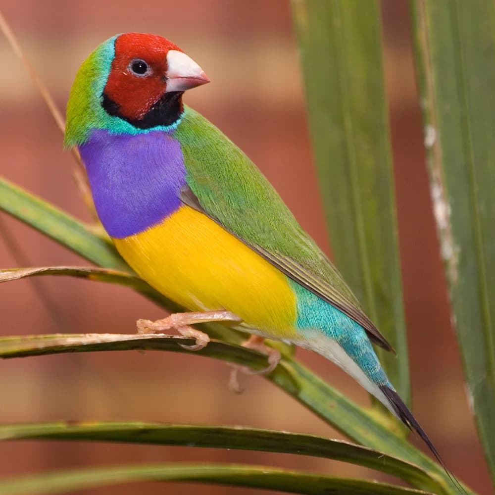 Gouldian İspinozu fotoğrafı