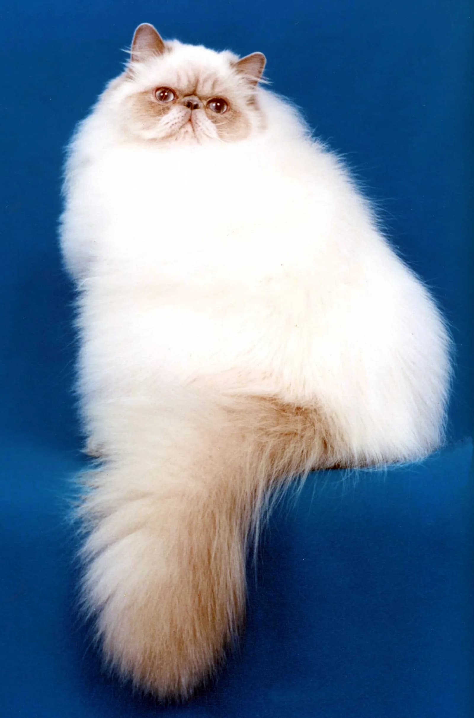 Himalaya Kedisi fotoğrafı