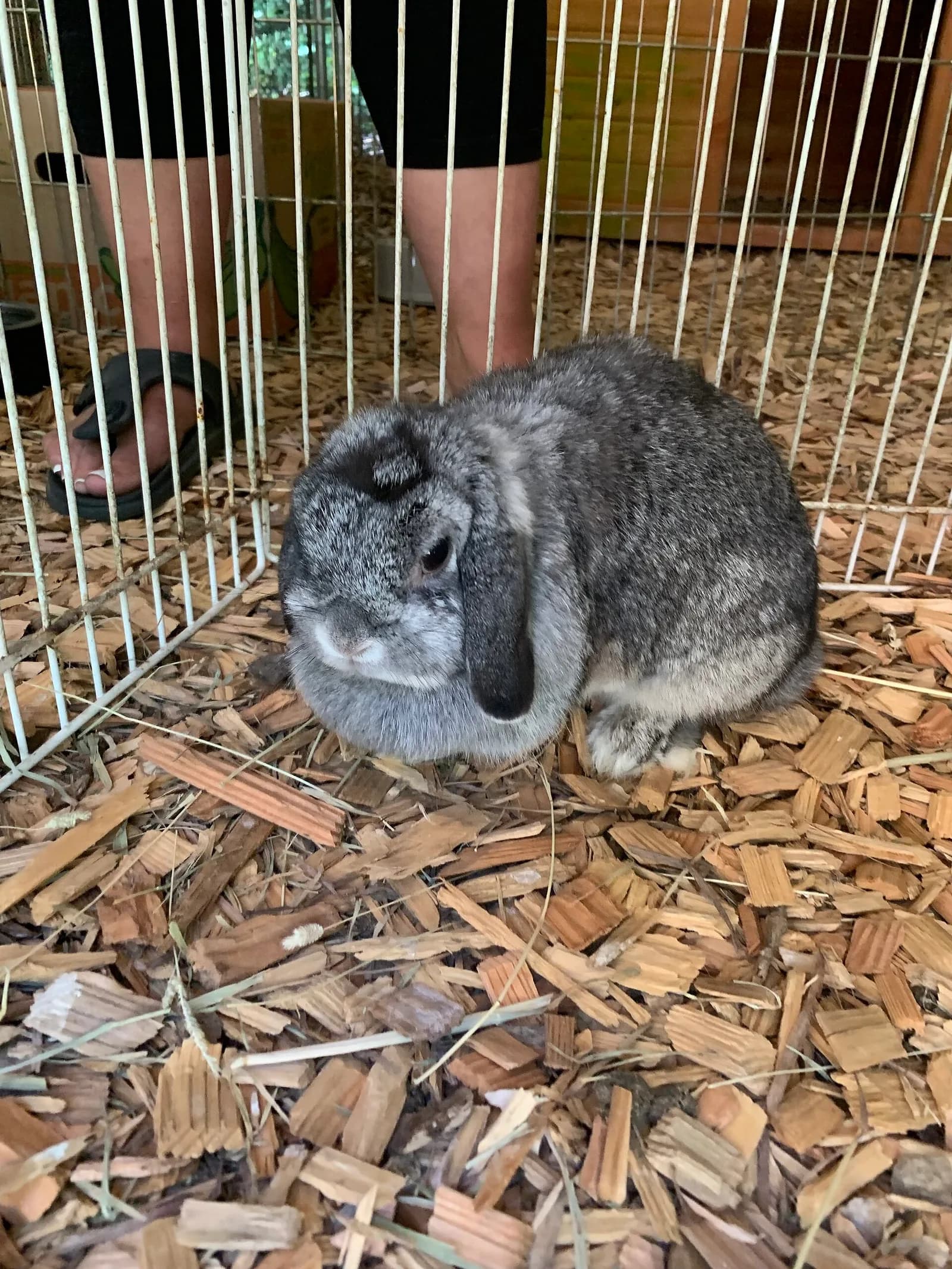 Hollanda Lop fotoğrafı