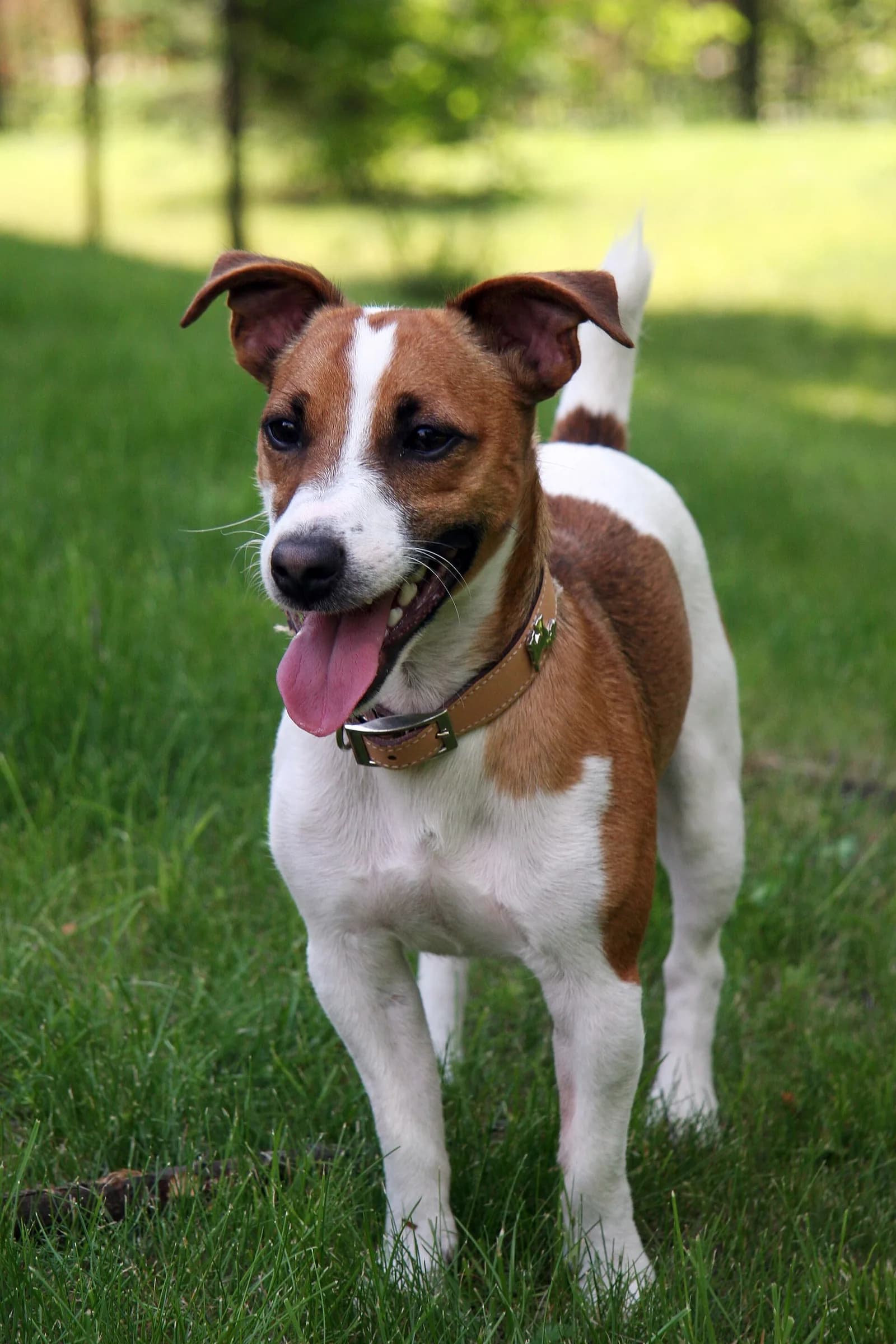 Jack Russell Terrier fotoğrafı
