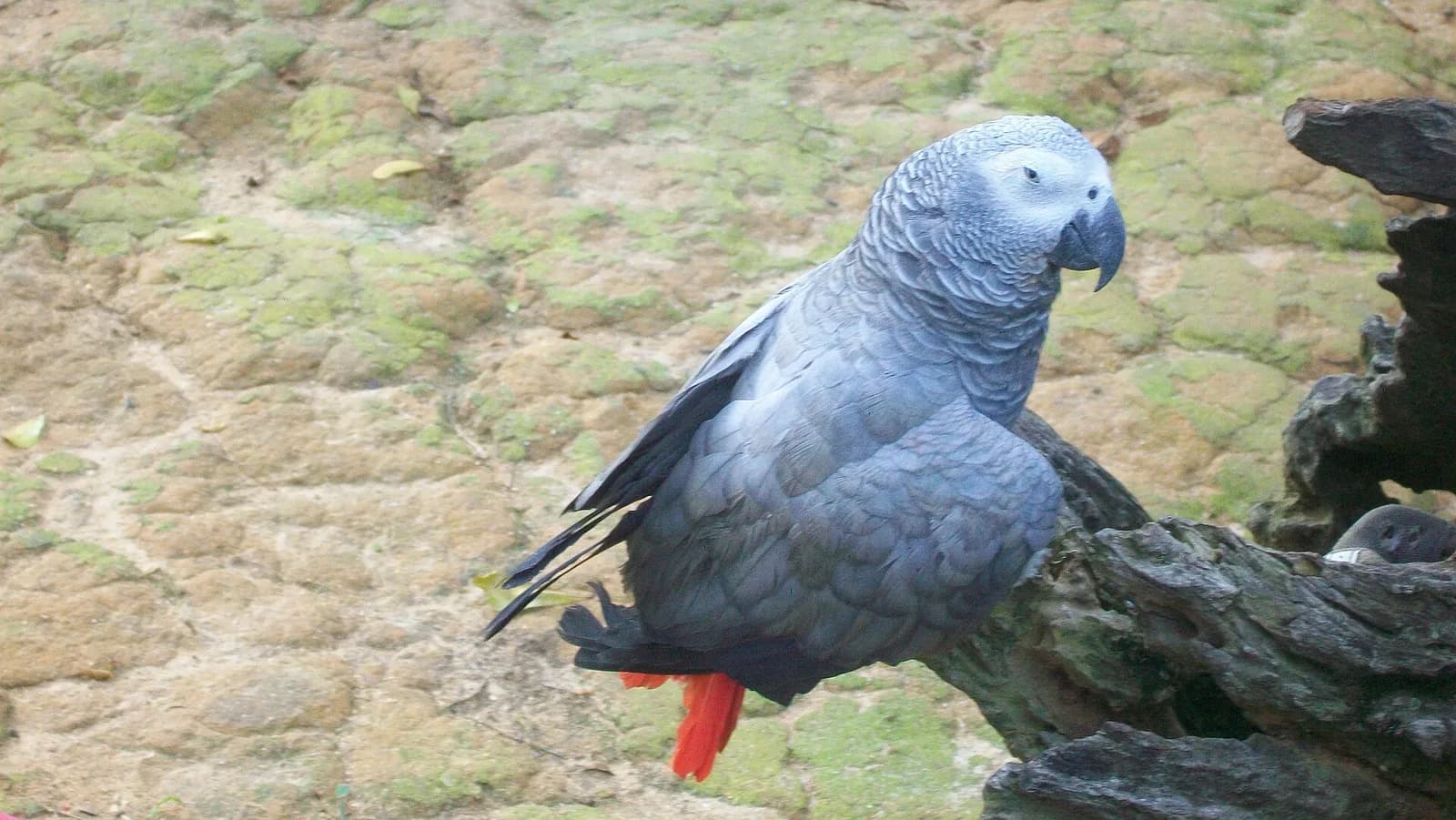 Jako Papağanı fotoğrafı