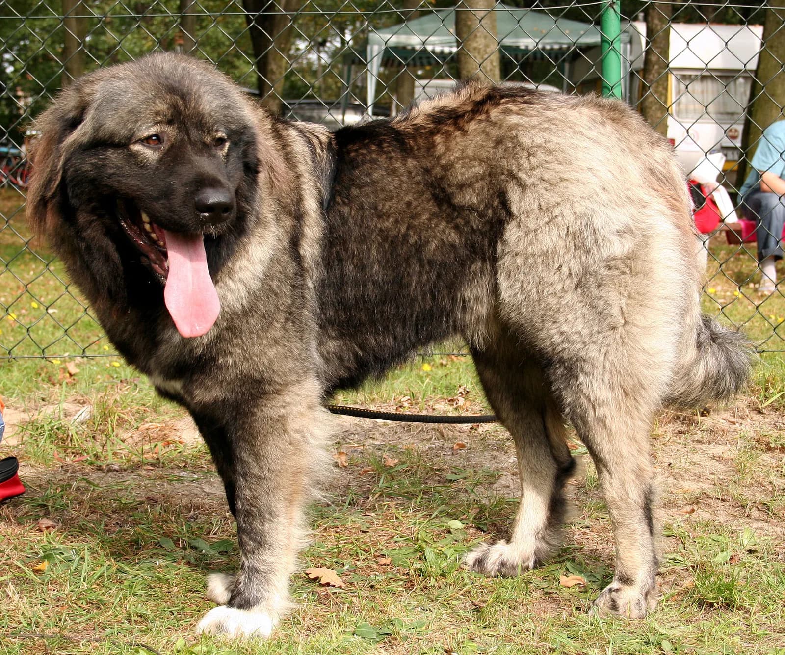 Kafkas Çoban Köpeği fotoğrafı