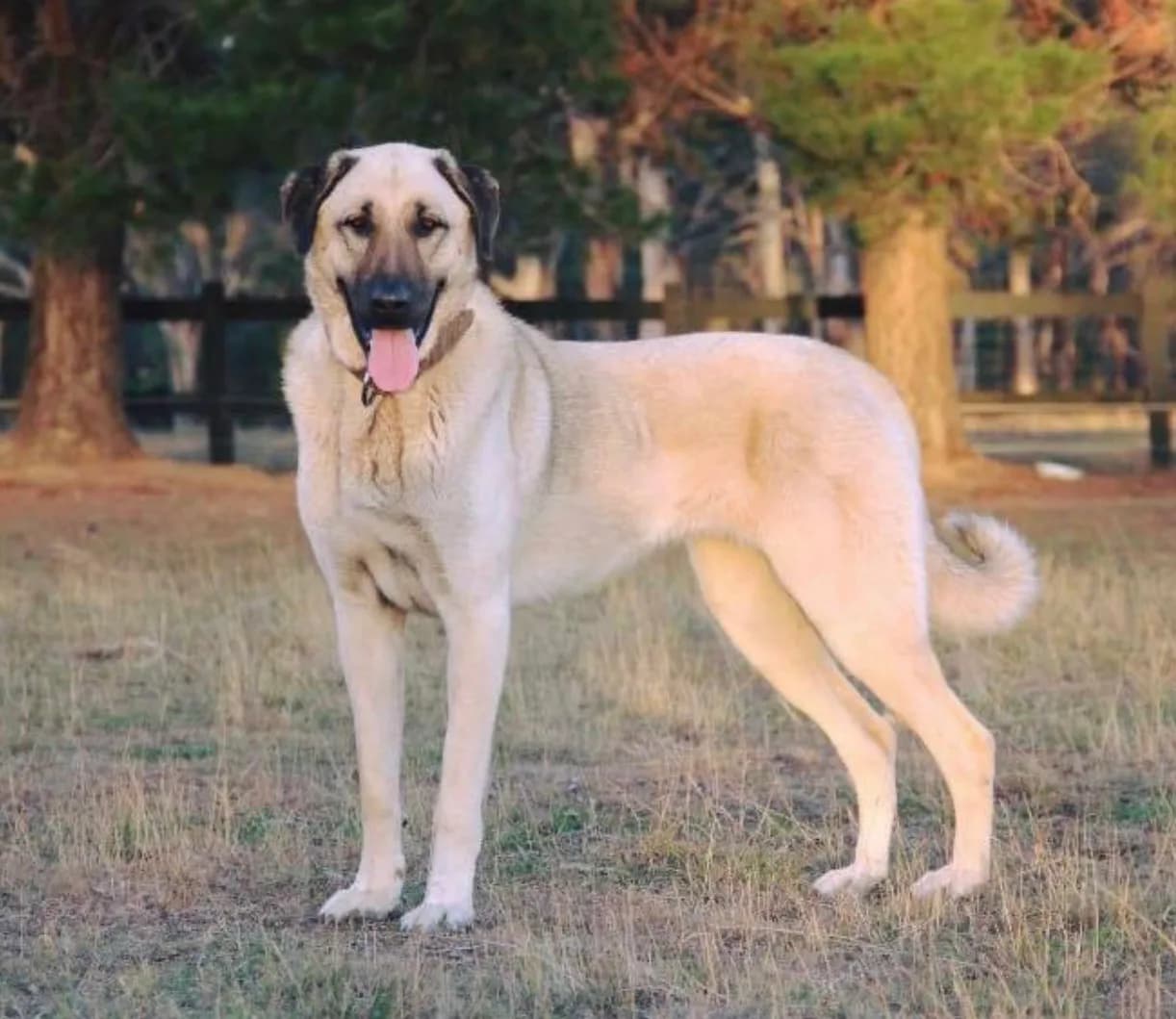 Kangal Çoban Köpeği fotoğrafı