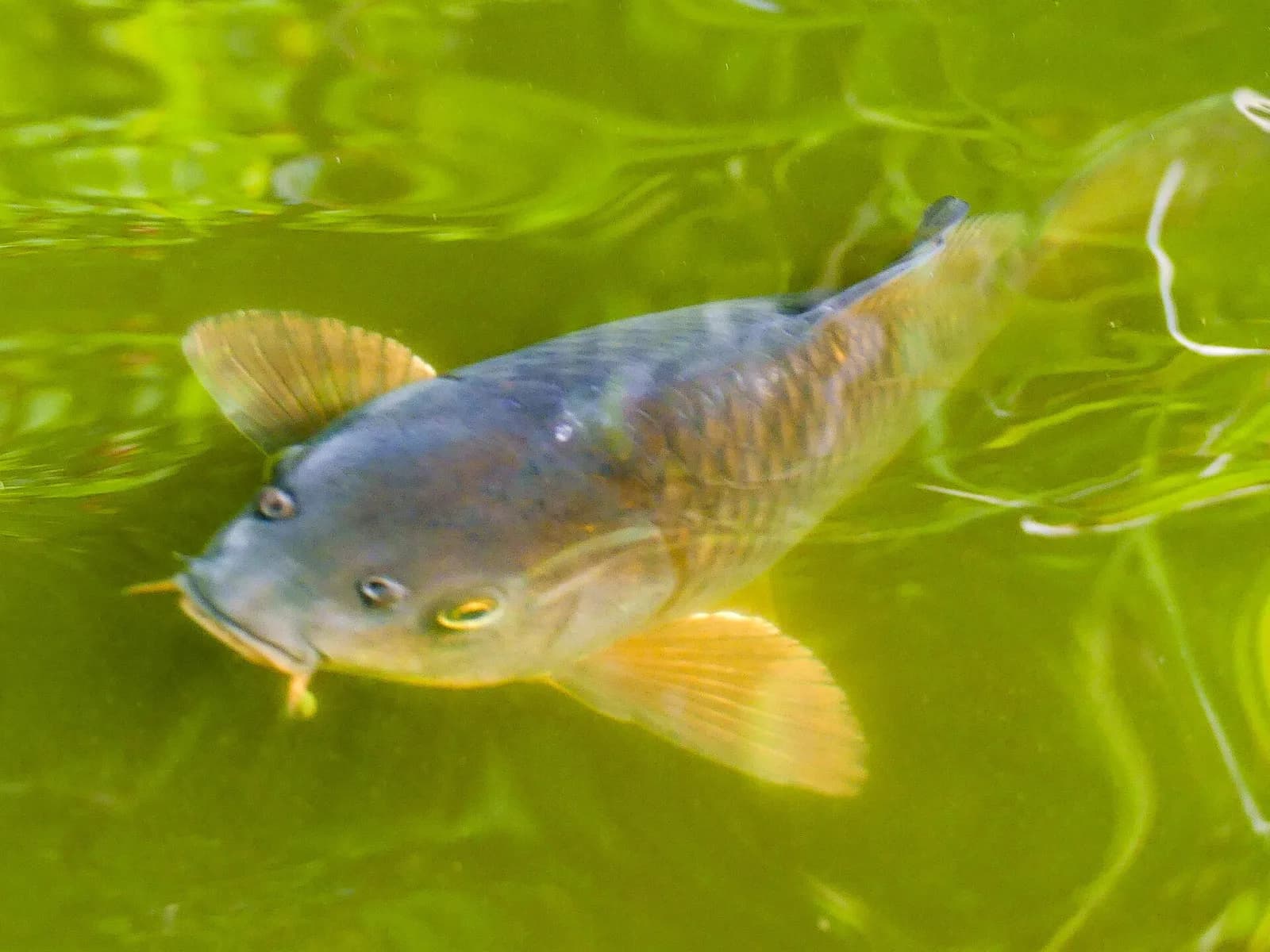Koi fotoğrafı