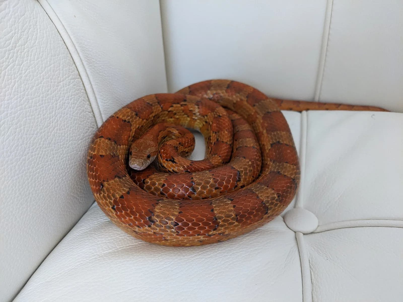 Kornet Yılanı fotoğrafı