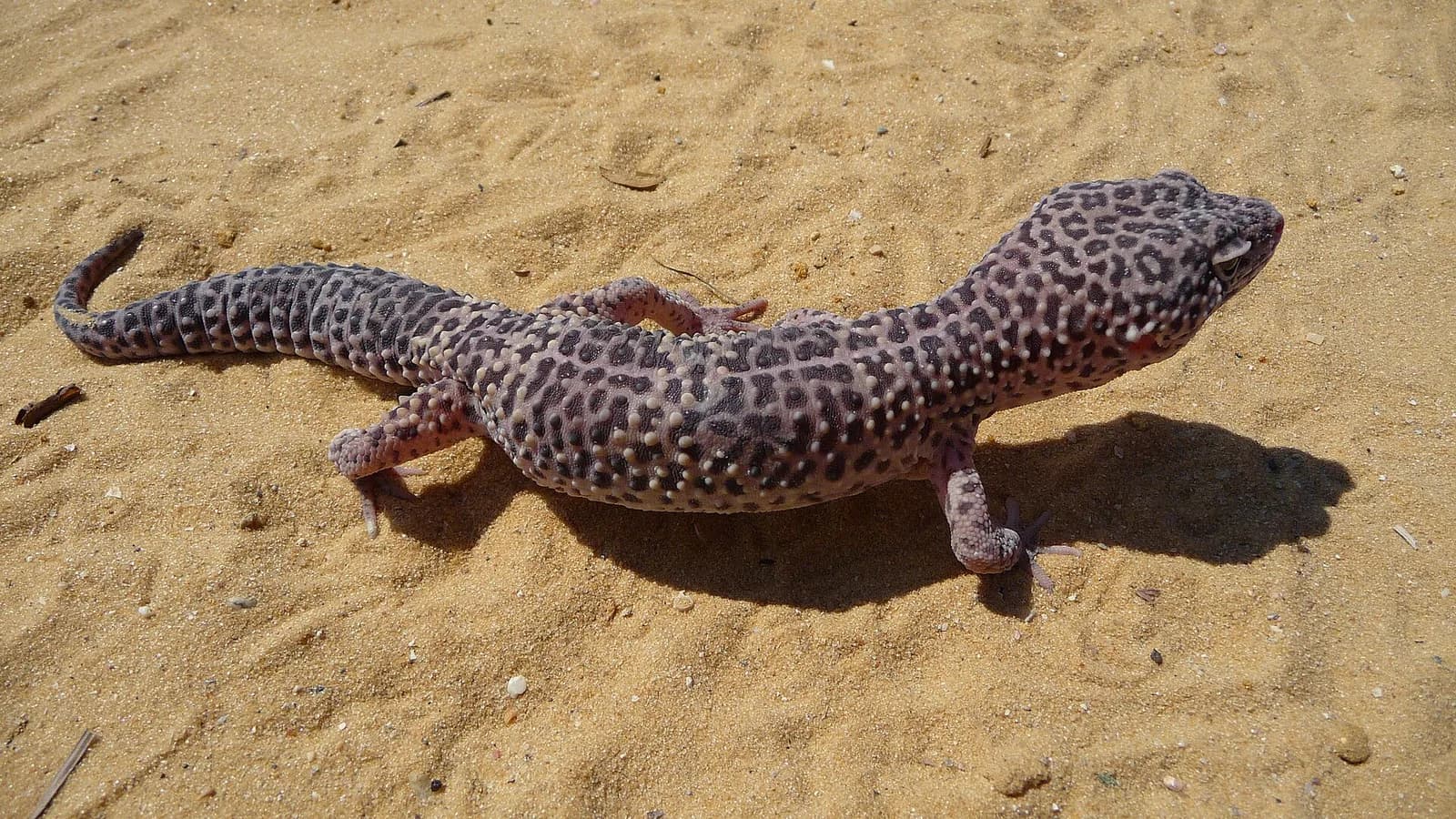 Leopar Gecko fotoğrafı