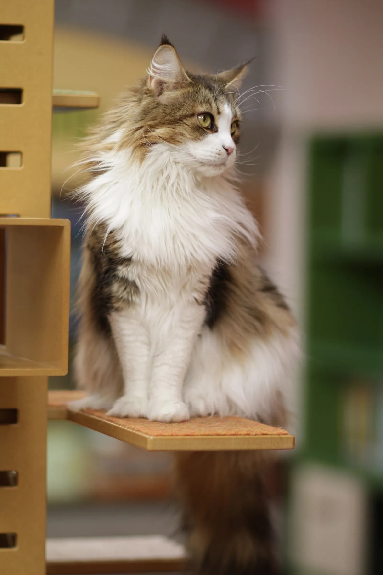 Maine Coon fotoğrafı