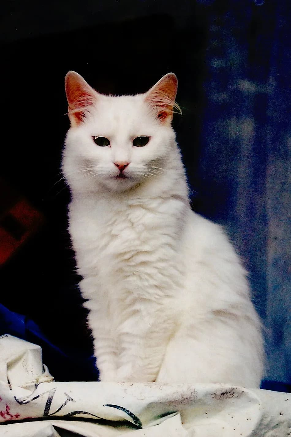 Manks Kedisi fotoğrafı