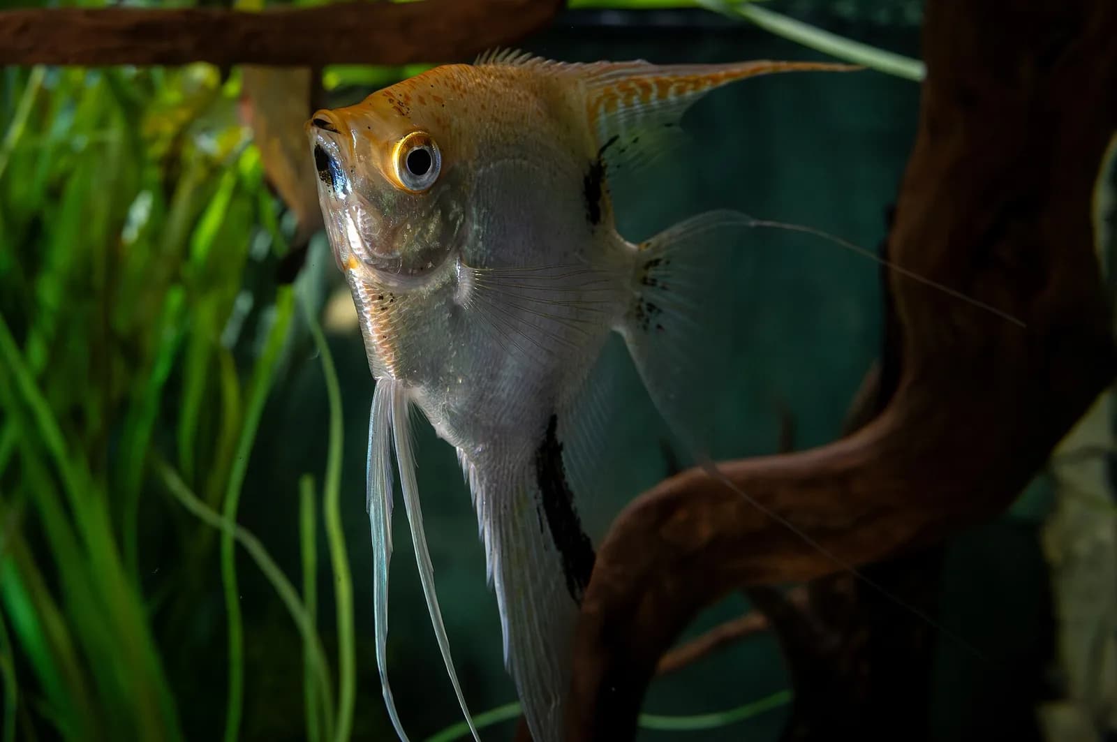 Melek Balığı fotoğrafı