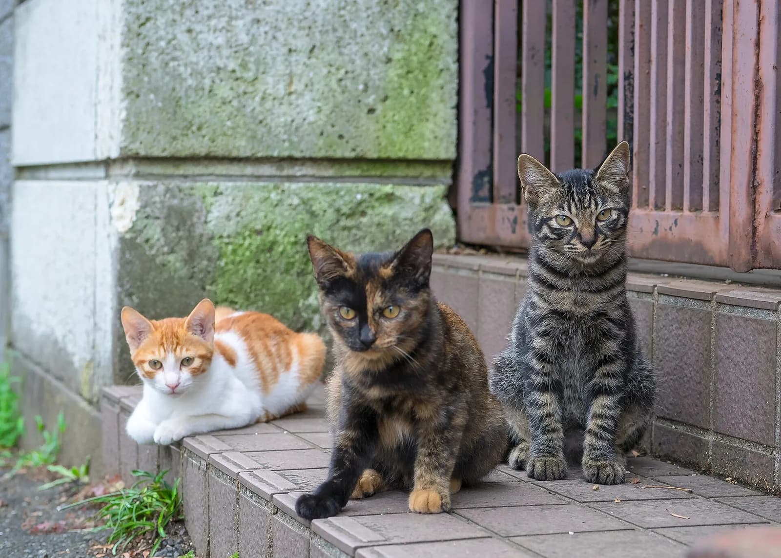 Melez / Kırma fotoğrafı