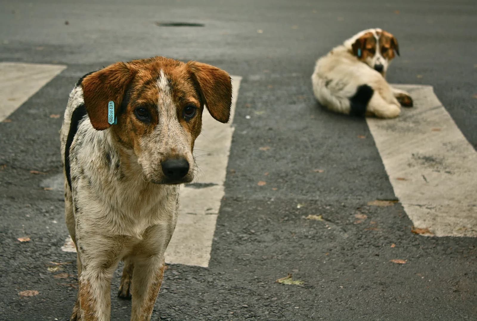 Melez / Sokak Köpeği fotoğrafı