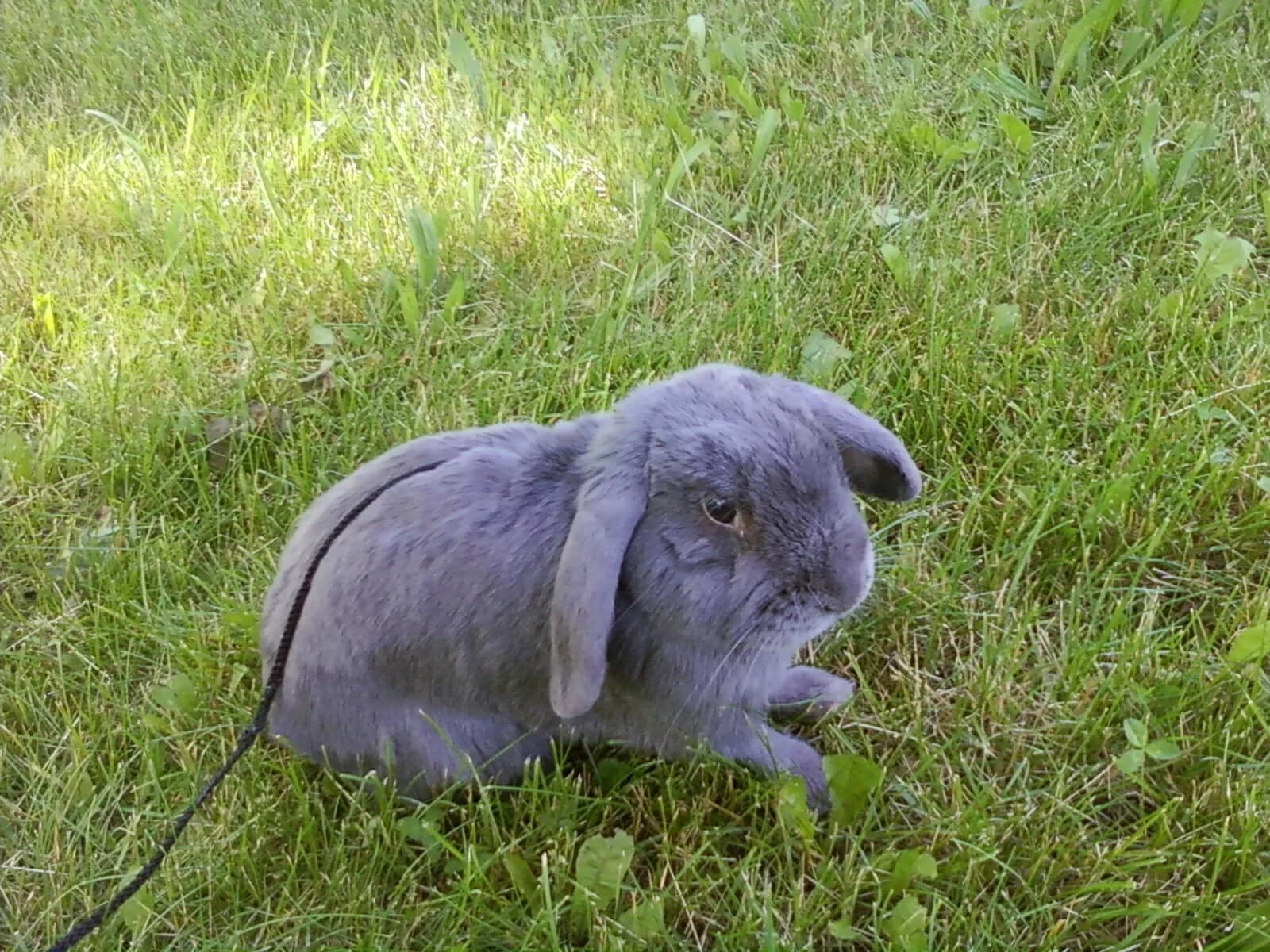 Mini Lop fotoğrafı